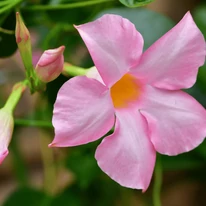 Inflorescența iasomiei braziliene. 