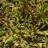 Feriga japoneză Athyrium niponicum Metallicum adaugă un aer exotic grădinii, fiind un decor spectaculos pentru zonele umbrite.