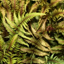 Frunzele deosebite ale ferigii japoneze Athyrium niponicum Metallicum, cu un contrast unic de culori.