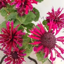 Florile vibrant colorate ale busuiocului turcesc.