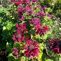Plantele noastre de Monarda didyma înfloresc abundent la începutul lunii august.