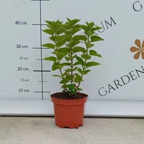 Busuioc turcesc la ghiveci, în pepiniera noastră în luna august. 