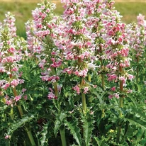 Morina longifolia 