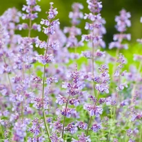 Cu florile sale violet-albăstrui și parfumate, menta pisicii Nepeta racemosa înfrumusețează grădina pe tot parcursul verii.