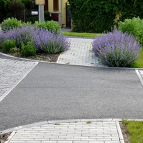 Menta pisicii plantată la marginea unui trotuar. 