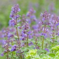 Menta pisicii în timpul înfloririi. 