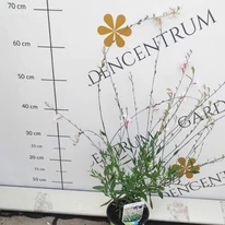 Gaura lindheimeri - Floarea albinei albă