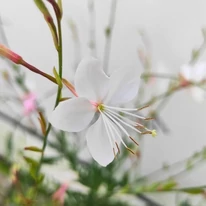 Gaura lindheimeri - Floarea albinei albă