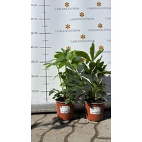 Helleborus orientalis la sfârșitul lunii martie în pepiniera noastră.