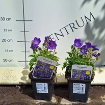 Campanula carpatica - Clopoțel carpatin albastru
