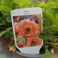 Eticheta plantei Geum Mai Tai.