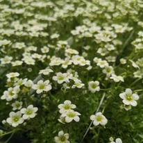Saxifraga arendsii P9 - Ochiul șoarecelui