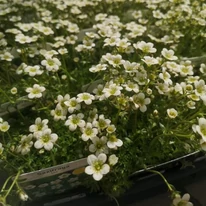 Saxifraga arendsii P9 - Ochiul șoarecelui