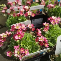 Plante perene de Saxifraga arendsii roz disponibile la Gardencentrum.