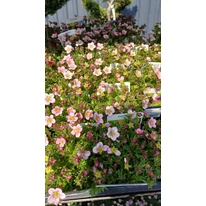 Saxifraga în pepiniera noastră, în luna martie.