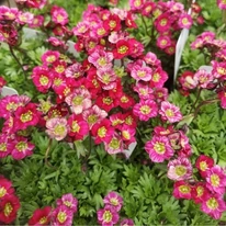 Ochiul șoarecelui produce o mulțime de flori bordo primăvara.