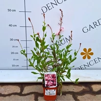 Aspectul perenei Gaura lindheimeri în pepiniera noastră.