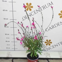 Aspectul bine dezvoltat și sănătos al plantei Gaura lindheimeri cu flori roz. 