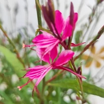 Florile vibrante ale plantei Gaura lindheimeri.