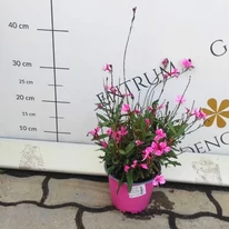Floarea albinei roz într-un ghiveci în oferta pepinierei noastre.
