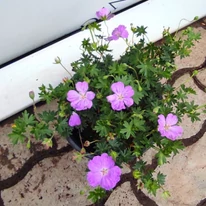 Aspectul florilor și frunzișului de Geranium sanguineum Max Frei.