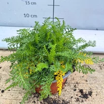 Aspectul frunzelor de  Achillea millefolium la începutul lunii octombrie, în pepiniera noastră