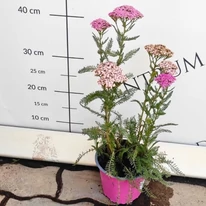Flori de coada șoricelului care se colorează în roz închis.