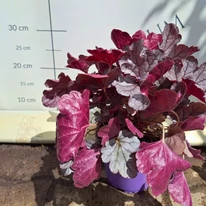 Heuchera Silverberry poate aduce un decor deosebit și un strop de culoare în grădina ta.
