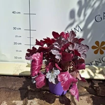 Tufă de Heuchera Silverberry bogată, viguroasă și sănătoasă.