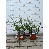 Verbena Lollipop în ghiveci în pepiniera noastră.