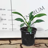 Hosta Devon Green P14 - Crin de toamnă