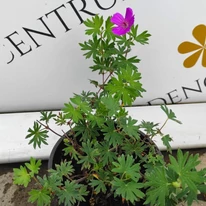 Florile și frunzele plantei Geranium sanguineum Tiny Monster.