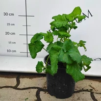 Frunzele plantei anemone de toamnă roz, în luna mai.