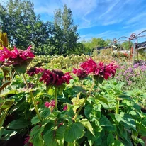 Înflorirea plantelor noastre de Monarda didyma, în luna august.