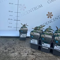 Eupatorium rugosum Chocolate la începutul lunii mai în pepiniera noastră. 