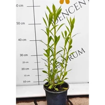 Aspectul plantei Helenium autumnale în luna mai.