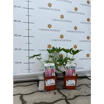 Lupinus în ghiveci în pepiniera noastră. 