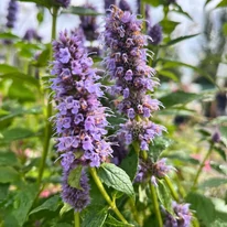 Agastache are o perioadă lungă de înflorire, din vară până în toamnă. 