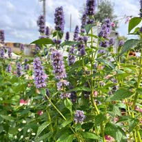 Menta coreană este o plantă perenă înaltă. 