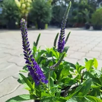 Veronica albastră înflorește în pepiniera noastră. 