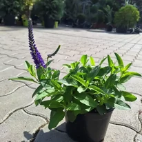 Veronica spicata Ulster Dwarf Blue decorează cu frunze verzi și flori albastre. 