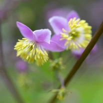 Florile plantei perene Thalictrum delavayi.