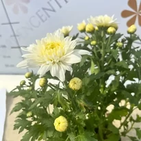 Crizantemă cu înflorire abundentă în oferta noastră. 