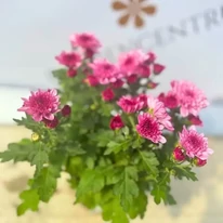 Crizantemă cu flori roz în pepiniera noastră. 