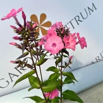 Florile plantei perene Phlox paniculata Sweet Summer Dream, în mijlocul lunii septembrie în pepiniera noastră. 