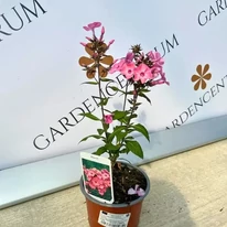 Phlox paniculata Sweet Summer Dream în pepinira noastră, într-un ghiveci de 21 cm. 