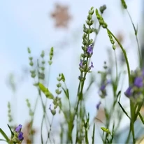 Floarea lavandei Lavandula x intermedia Provance în luna septembrie. 