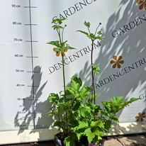Plante bine dezvoltate și sănătoase de Anemone hybrida Serenade în pepiniera noastră.