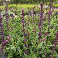 Salvia nemorosa Caradonna - Salvie ornamentală
