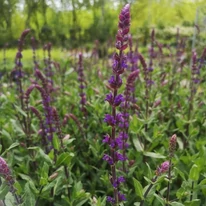 Salvia nemorosa Caradonna - Salvie ornamentală
